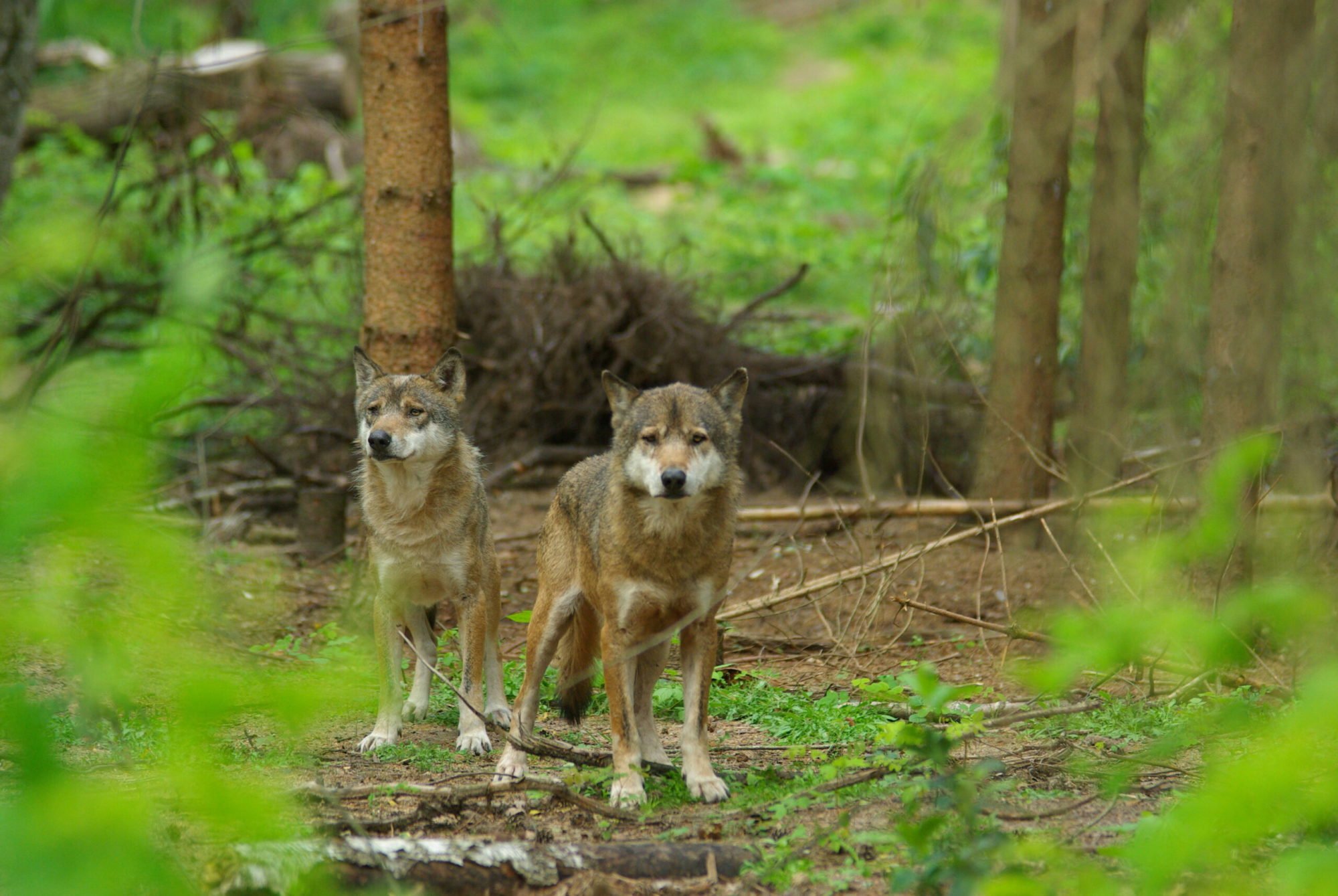 Wolfcenter, Aktuelles, die Wölfe sind da, europäische Grauwölfe