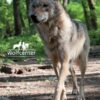 Wolfcenter, Onlineshop, Bilder, Postkarten, Wolf, Europäischer Grauwolf