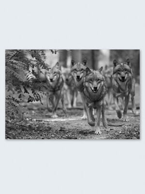 Wolfcenter, Onlineshop, Bilder, Leinwand, schwarz/weiß, Rudel, Wölfe, laufende Wölfe
