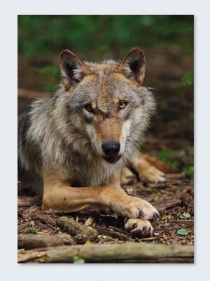 Wolfcenter, Onlineshop, Bilder, Poster, Europäischer Grauwolf
