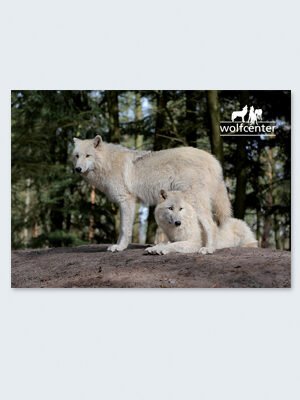 Wolfcenter, Onlineshop, Bilder, Postkarten, weiße Wölfe