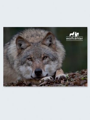 Wolfcenter, Onlineshop, Bilder, Postkarten, europäischer Grauwolf