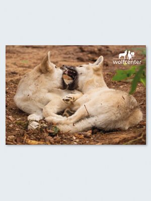 Wolfcenter, Onlineshop, Bilder, Postkarten, Wölfe. Welpen, spieleln