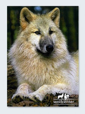 Wolfcenter, Onlineshop, Bilder, Postkarten, Hudsonbay Wolf, Dala