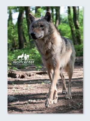 Wolfcenter, Onlineshop, Bilder, Postkarten, europäischer Grauwolf, laufen