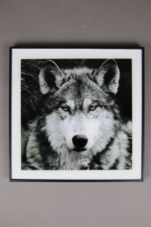 Wolfcenter, Onlineshop, Bilder, Wolf, Portrait