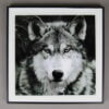 Wolfcenter, Onlineshop, Bild, Bilderrahmen, Foto, Poster, Wolf