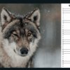 Wolfcenter Dörverden, Onlineshop, Kalender