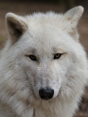 Wolfcenter Woelfe Zoo Wildpark Tiergehege Frank Fass Gehegewolf Grauwolf Tundrawolf Timberwolf Polarwolf