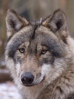 Wolfcenter Woelfe Zoo Wildpark Tiergehege Frank Fass Gehegewolf Grauwolf Tundrawolf Timberwolf Polarwolf