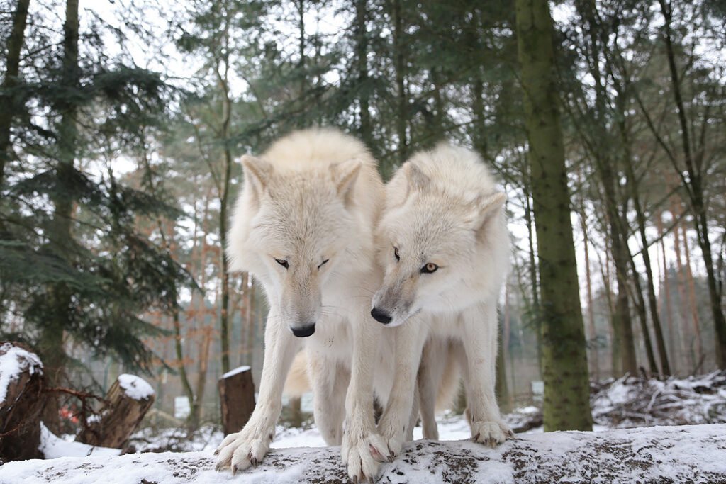 Wolfcenter Woelfe Zoo Wildpark Tiergehege Frank Fass Polarwolfspaar