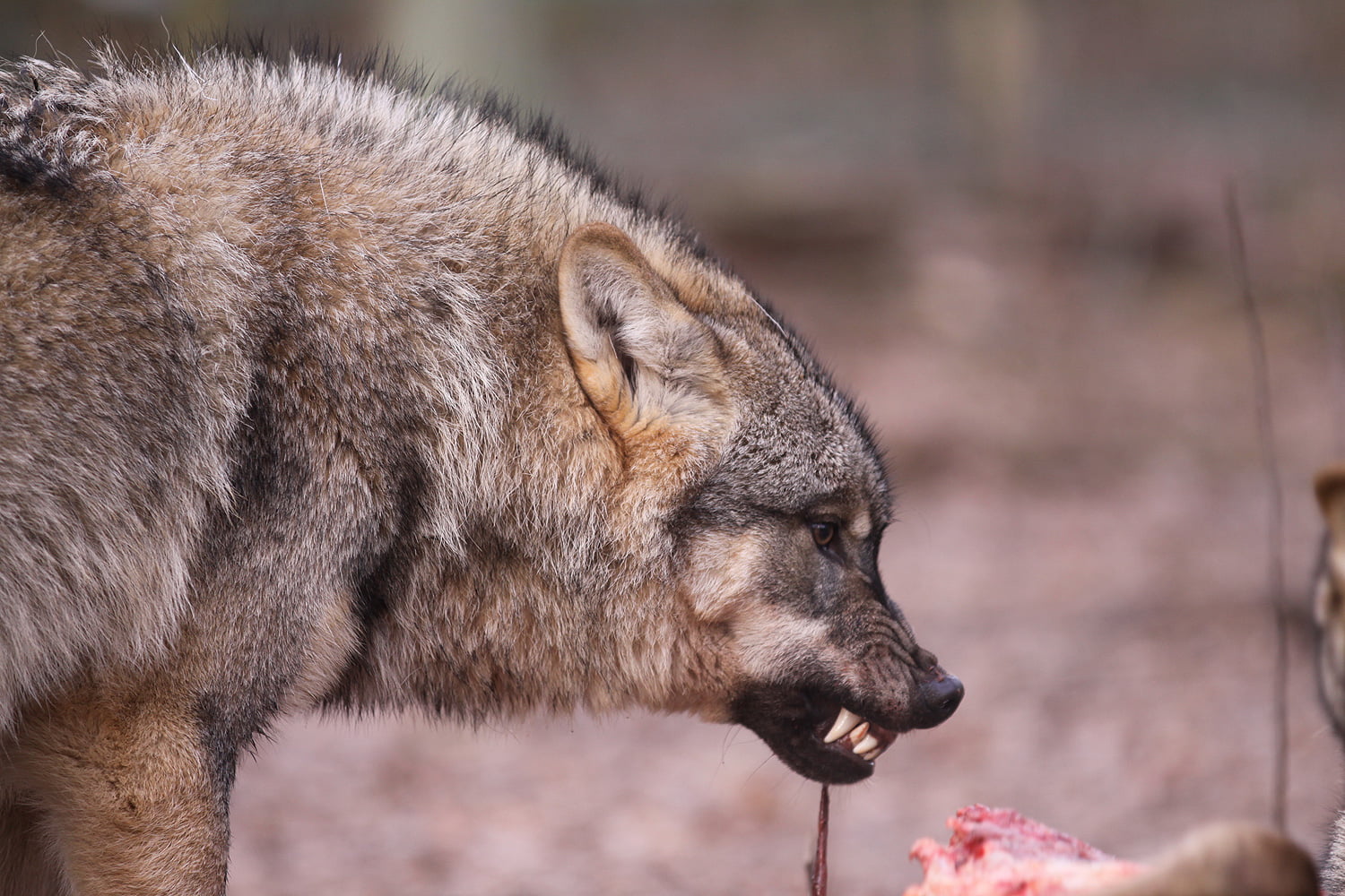 Wolfcenter Woelfe Zoo Wildpark Tiergehege Frank Fass Verhaltensauffälligkeit Aggression Habituiert Tollwut