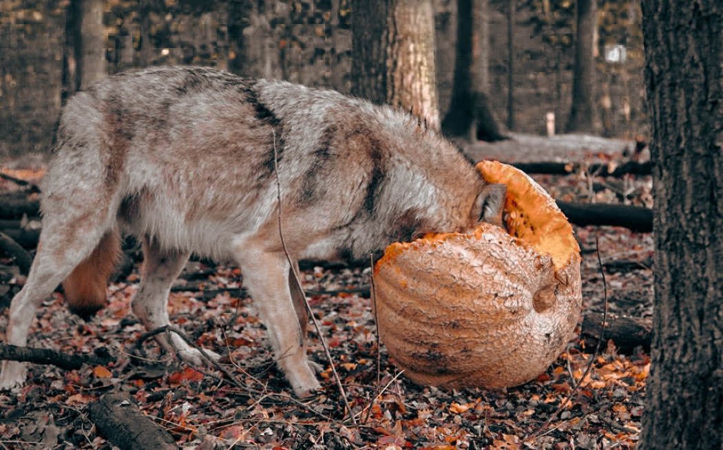 Wolfcenter Woelfe Halloween Schminken Verkleiden Grusel Vollmond Kürbis
