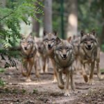 Wolfcenter Woelfe Zoo Wildpark Tiergehege Frank Fass Wolfsrudel Wald